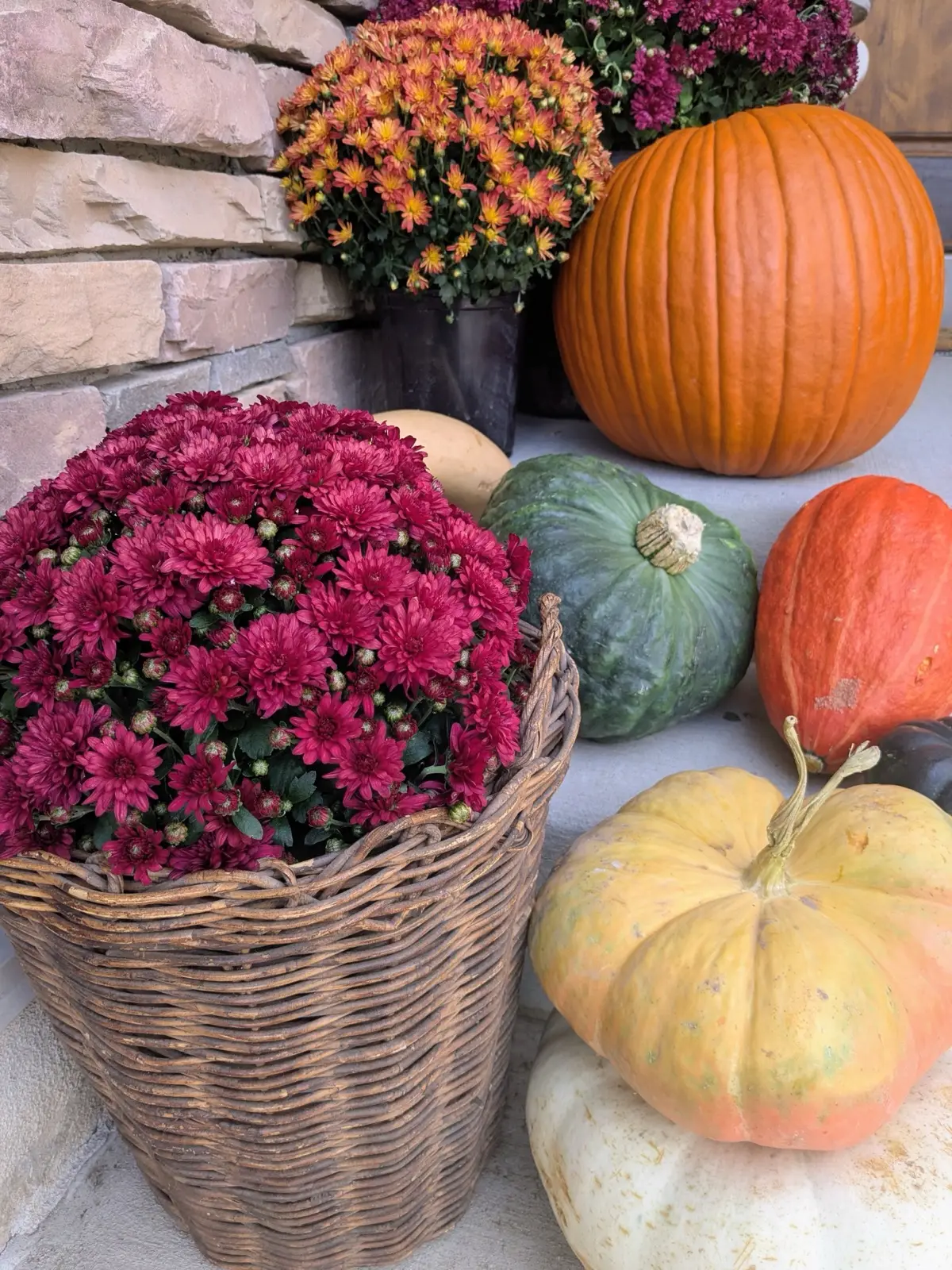 Burgundy mum in a woven basket with orange and green pumpkins
