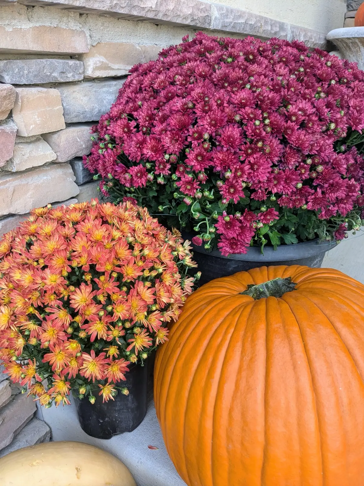 Burgundy and coral mums beside a large orange pumpkin